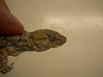 Media type: image;   Herpetology R-183771
